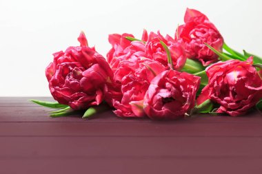 Kırmızı ve Pembe Lale beyaz arka plan üzerinde bahar. Geniş panoramik çiçek sınır