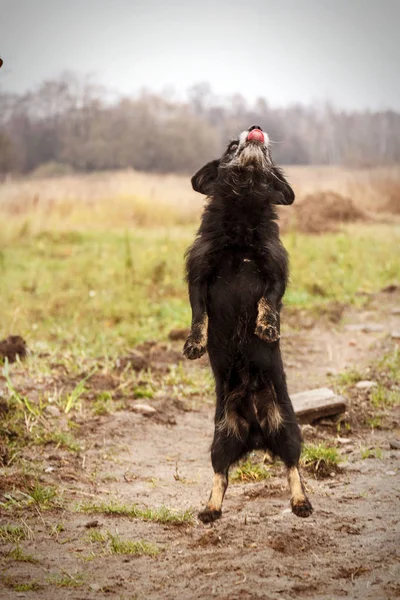 Одна старая собака прыгает по дороге рядом с лесом - избирательный фокус — стоковое фото