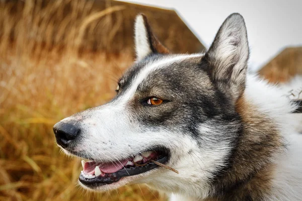 Retrato de cão branco e cinza na grama seca — Fotografia de Stock