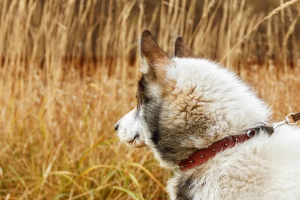 乾いた草の上の白と灰色の犬の肖像画 — ストック写真