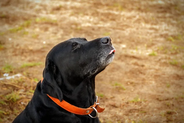 Uśmiechnięty z językiem czarny piękny Labrador z czerwonym kołnierzem w ogrodzie — Zdjęcie stockowe