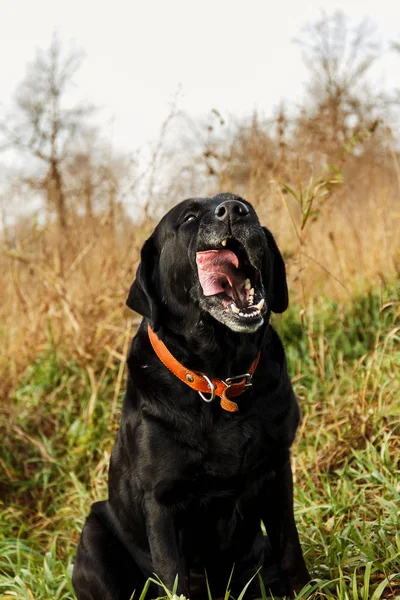 Uśmiechnięty z językiem czarny piękny Labrador z czerwonym kołnierzem w polu — Zdjęcie stockowe