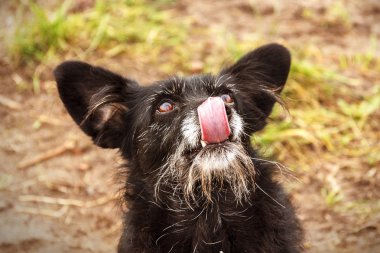 Yalnız yaşlı köpek yiyecek arıyor - seçici odak