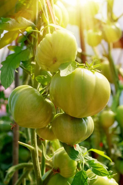 Tanaman tomat di rumah kaca. Perkebunan tomat. Organik pertanian, tanaman tomat muda pertumbuhan di rumah kaca. — Stok Foto
