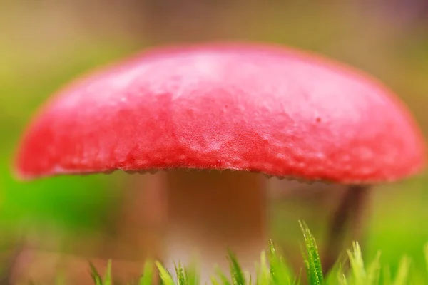 Bos paddestoel op groene achtergrond. Herfst achtergrond — Stockfoto