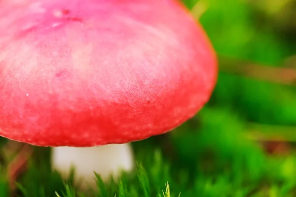 Bos paddestoel op groene achtergrond. Herfst achtergrond. Top View — Stockfoto