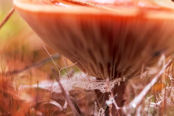 Herfst bos paddestoel en SpiderWeb. Natuur achtergrond — Stockfoto