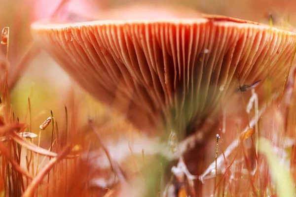 Herfst bos paddestoel en SpiderWeb. Natuur achtergrond — Stockfoto