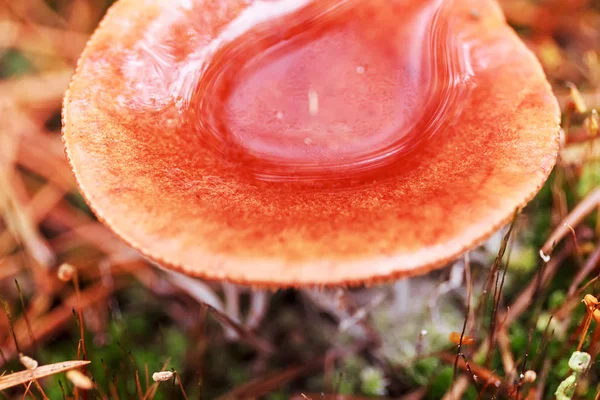 Herfst bos paddestoel en regenwater. Natuur achtergrond — Stockfoto