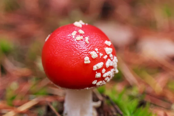 Prachtige Amanita paddestoel in bos. Herfst achtergrond — Stockfoto