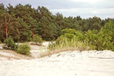Beyaz Rusya, kumlu plaj arka planda bir çam ormanı