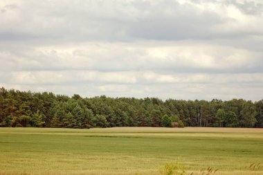 Beyaz Rusya, arka planda alan ve çam ormanı