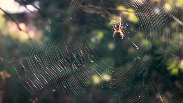 Spider repareren van zijn web, close-up van een grote spin op te lossen zijn fout of schade — Stockvideo