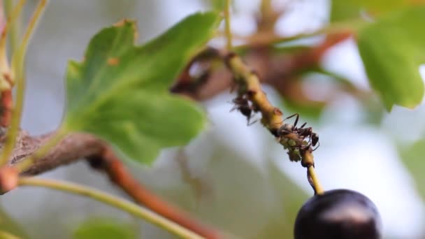 Fotografía macro. Hormigas lecheras y trepar grosellas negras — Vídeo de stock