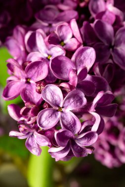 Siyah arka planda leylak buketi. Pankart. mesaj için yer. Boşluğu kopyala.