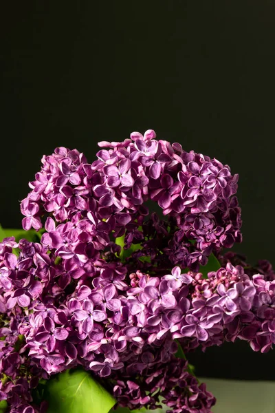 Beautiful lilac flowers. lilac bouquet on a black background. banner. place for text. copy space.