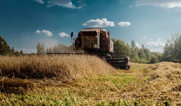 Harvesting rye with special equipment harvester