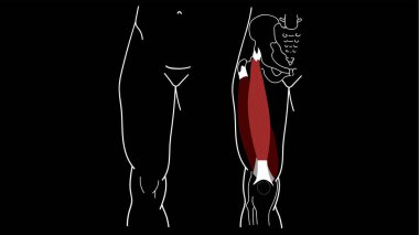 Musculus quadriceps femoris. Musculus rectus femoris. İnsan anatomisi