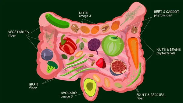 Alimento saludable para la salud intestinal. Rastros y nutrientes. Ilustración vectorial aislada sobre fondo verde . — Vector de stock