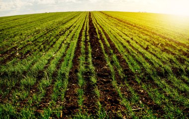 Ekilen yeşil mısır bitkileri ile yeşil alan