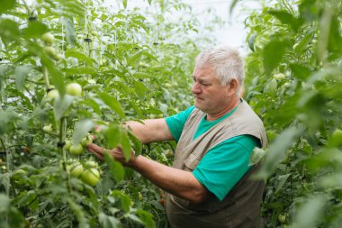 Sera domates büyüme denetiminde.