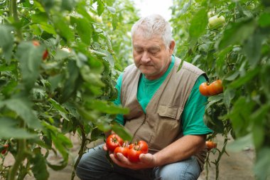 Sera domates büyüme denetiminde.