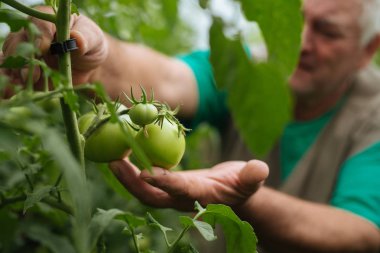 Sera domates büyüme denetiminde.