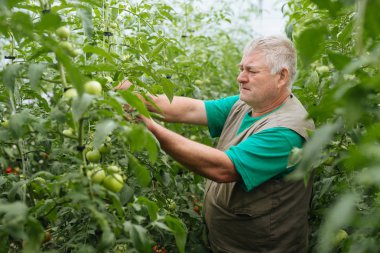 Sera domates büyüme denetiminde.