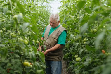 Sera domates büyüme denetiminde.