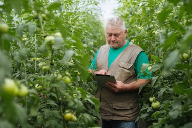 Domates büyüme kontrol, tablet kullanarak.