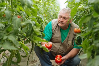 Sera domates büyüme denetiminde.
