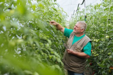 Domates büyüme kontrol, tablet kullanarak.