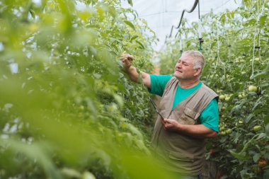Domates büyüme kontrol, tablet kullanarak.