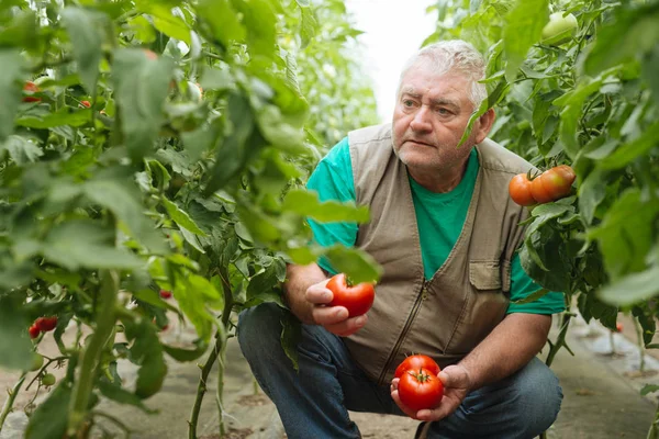 Sera domates büyüme denetiminde.