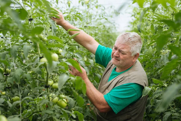 Sera domates büyüme denetiminde.