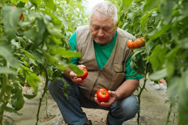 Controle Crescimento Tomate Estufa — Fotografia de Stock