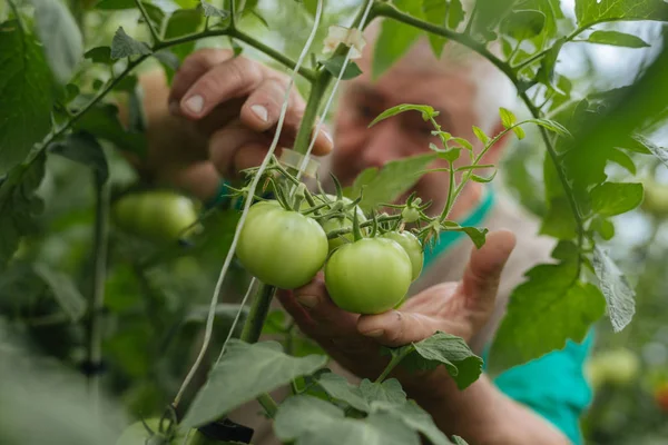 Controle Crescimento Tomate Estufa — Fotografia de Stock