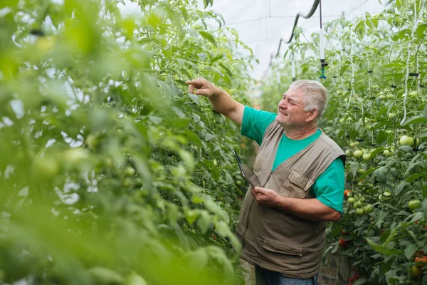Domates büyüme kontrol, tablet kullanarak.