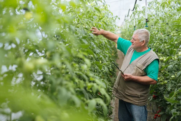 Domates büyüme kontrol, tablet kullanarak.