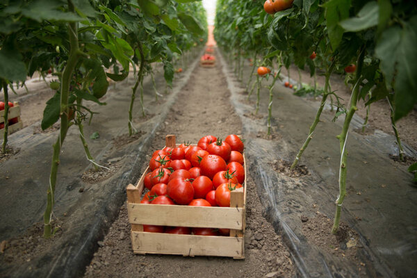 fresh red tomatoes in wooden box in greenhouse.