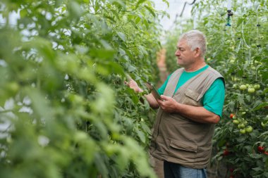 komuta sizde denetim ekolojik sera domates.