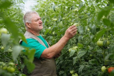 komuta sizde kontrol sera ekolojik yeşil domates.