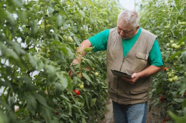 komuta sizde denetim ekolojik domates yeşil bahçe.