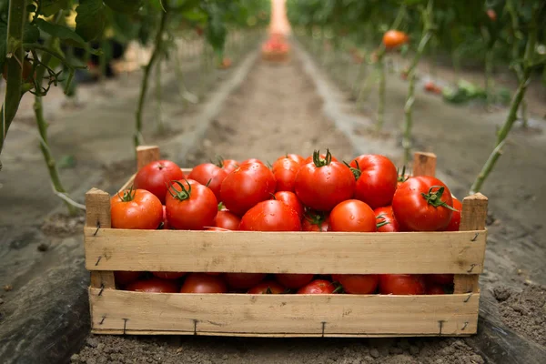 Close Fresh Red Tomatoes Wooden Box Greenhouse — Stock Photo, Image