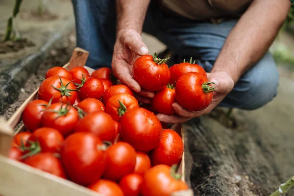 serada domates holding erkek eller Close-up.