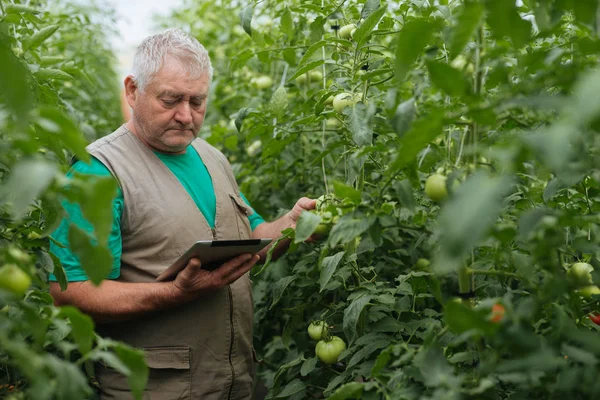 Homem Sênior Controle Ecológico Tomates Verdes Estufa — Fotografia de Stock