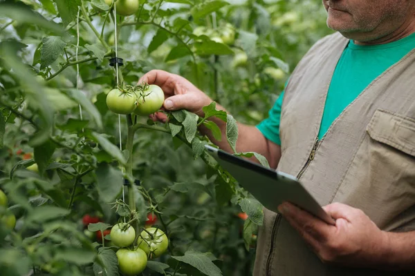 Homem Sênior Controle Ecológico Tomates Verdes Estufa — Fotografia de Stock