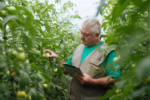 komuta sizde kontrol sera ekolojik yeşil domates.