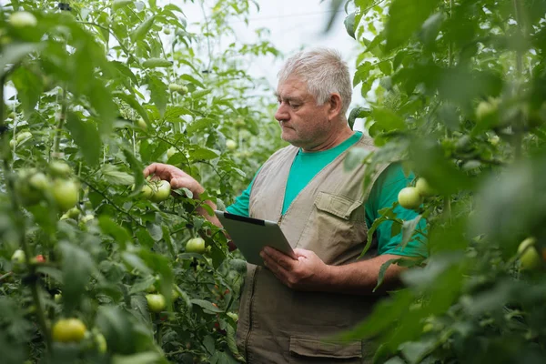 Homem Sênior Controle Ecológico Tomates Verdes Estufa — Fotografia de Stock