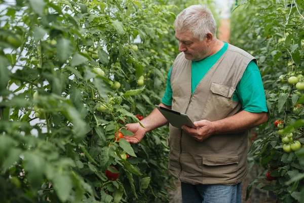 Homem Sênior Controle Tomates Ecológicos Jardim Verde — Fotografia de Stock